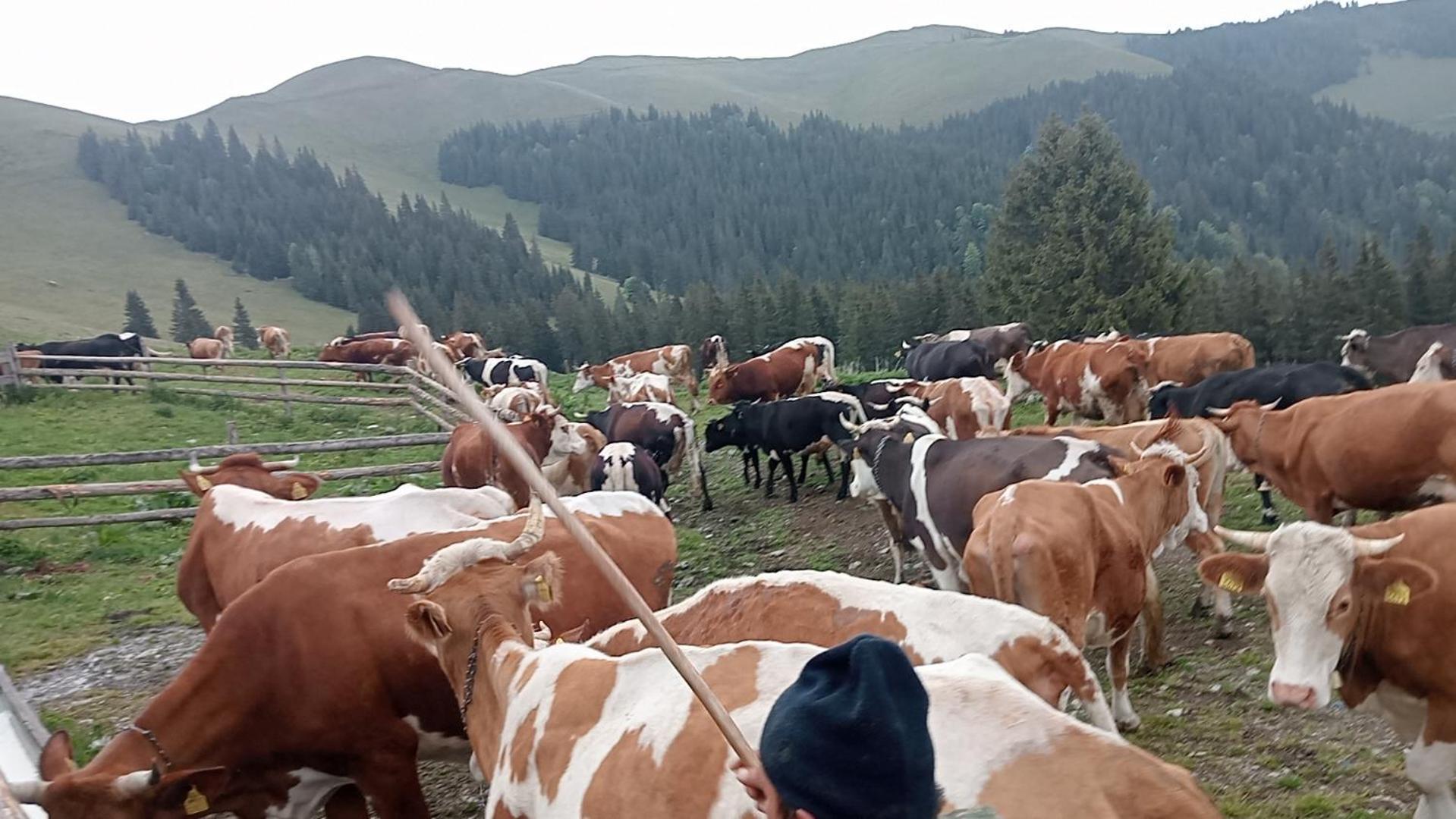 Penzion Casa Vasy Vatra Dornei Exteriér fotografie